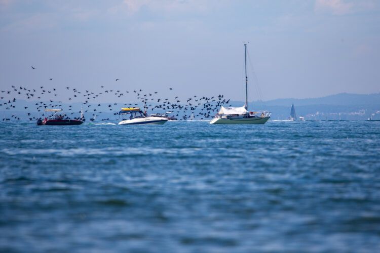 Rohrspitz Bodensee Vogelschwarm