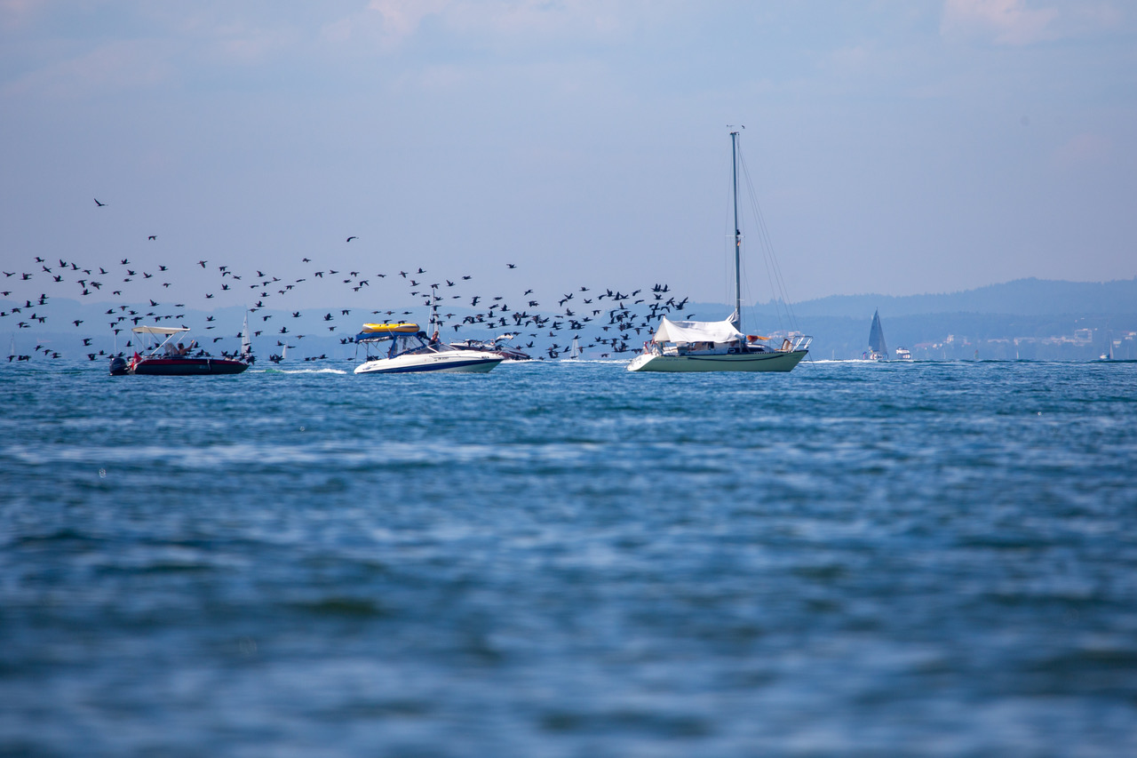 Rohrspitz Bodensee Vogelschwarm